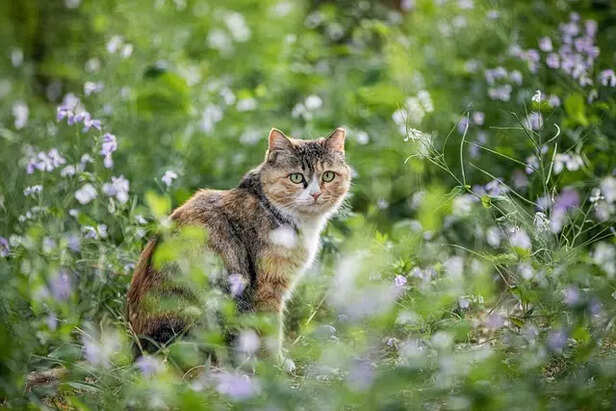 Stray Cat in India