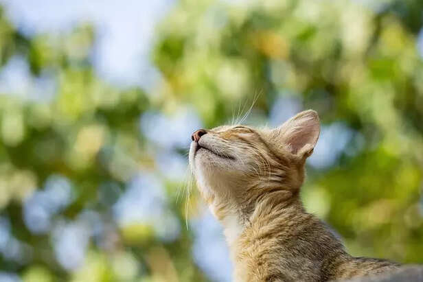 cat as pet