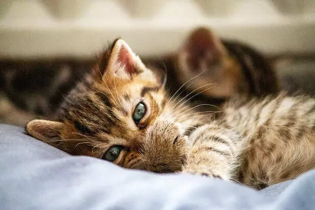Bonding with Cats