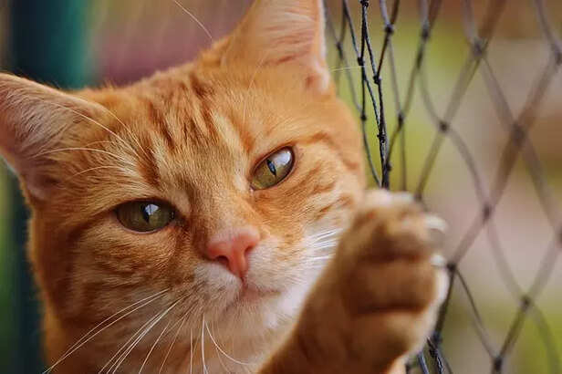 Smart Cat breeds in India