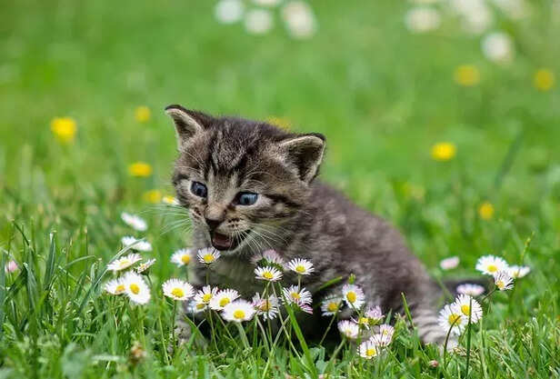 Indian Stray Cats the Sec