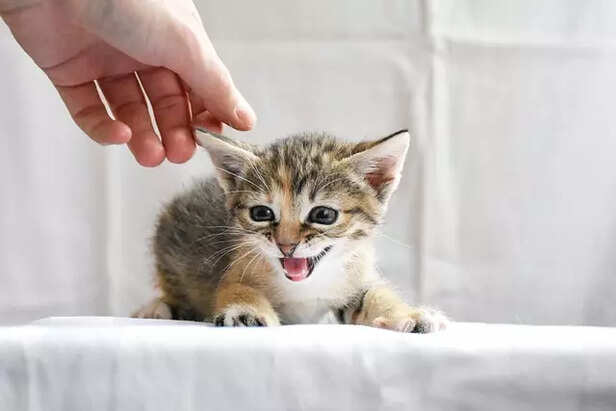Indian Cat as pet