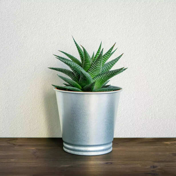 Plants can be poisonous t
