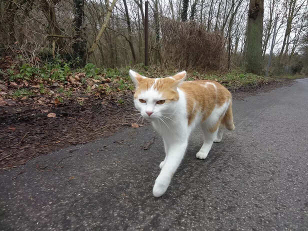 cat can keep you busy