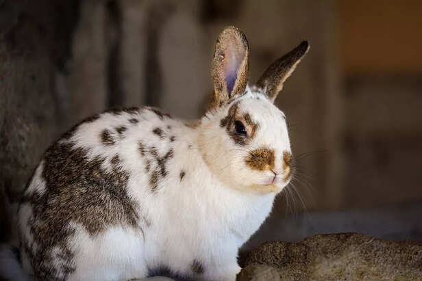 rabbits hopping