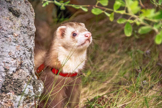 ferret hiding