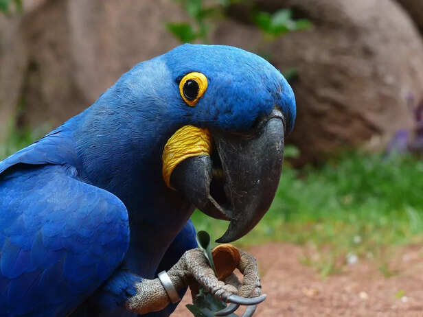 macaws maintained