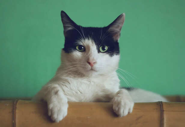 Calm Watcher