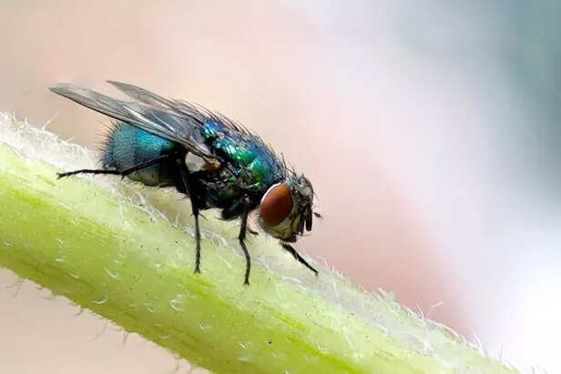 Fly