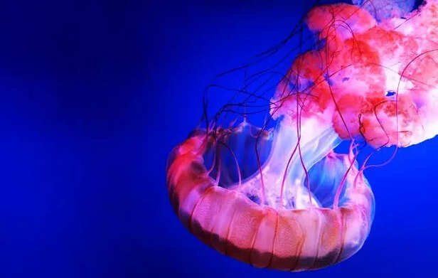 Jellyfish