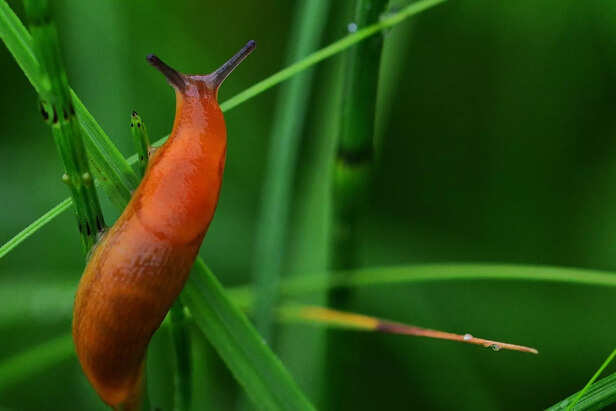 Slug