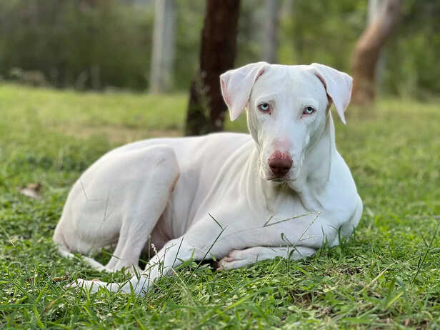 rajapalayam dog