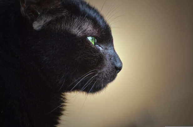 Do Cats See Ghosts?