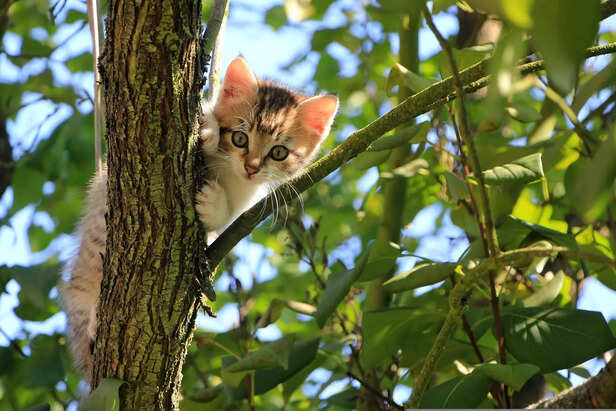 Cats' Ghostly Vision