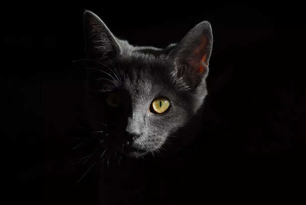 Cats' Mystical Gaze