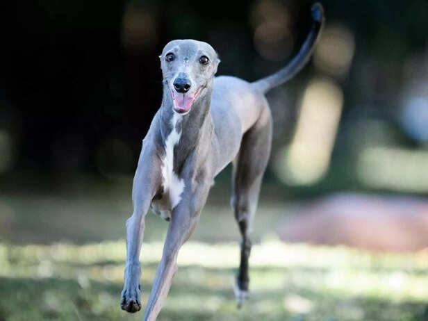 rampur greyhound