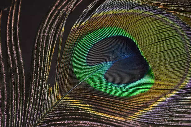 peacock feather