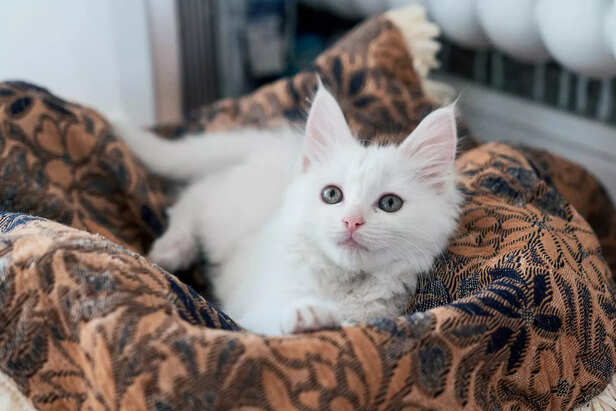 Does a White Cat Bring Lu