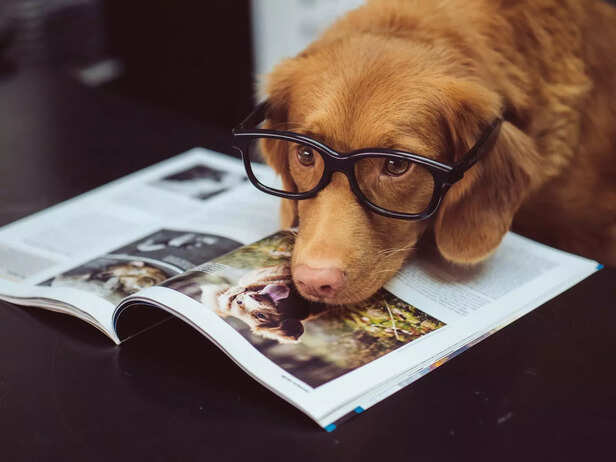 Can a Golden Dog Bring Go