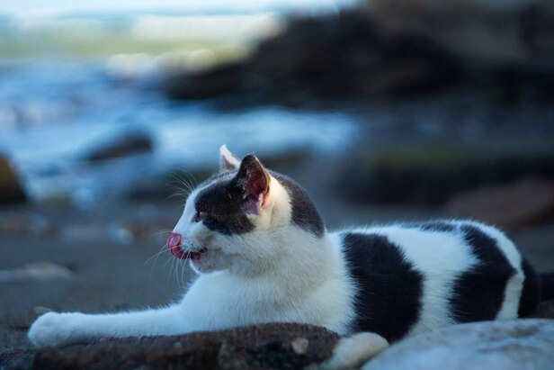 Black and White Cat: Mixe