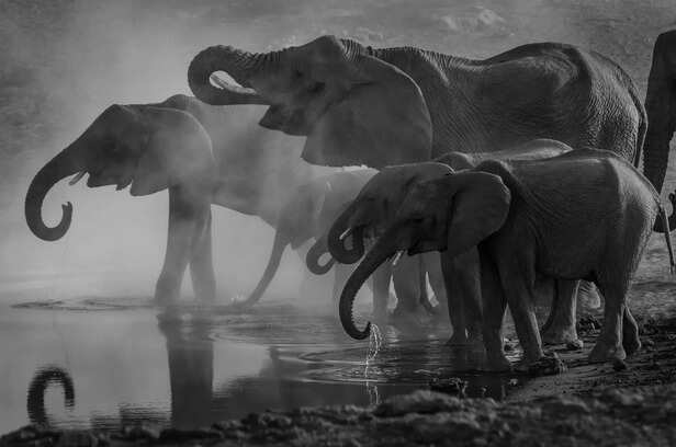elephant