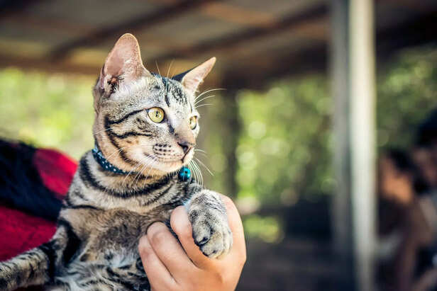 cats