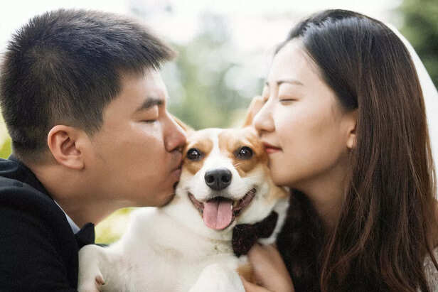 happy pet dog
