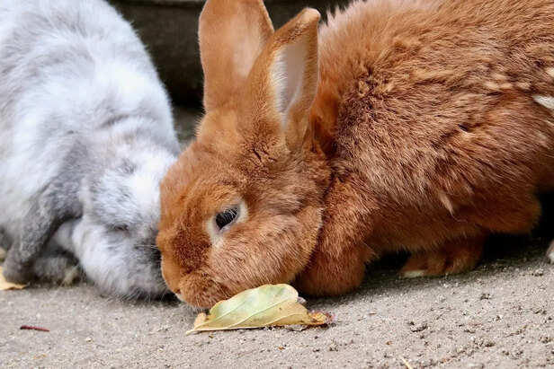 rabbit