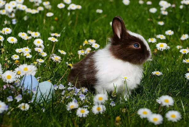 rabbit