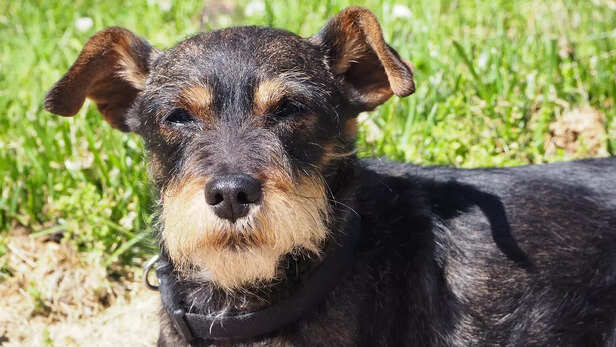 schnauzers