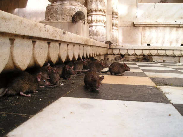 Rats at Karni Mata Temple