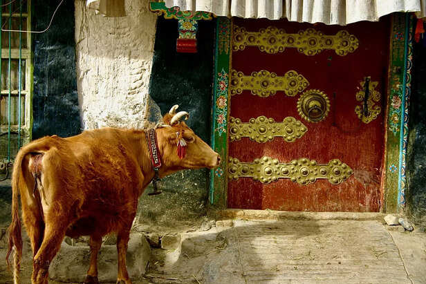Sacred Cow at a Tradition