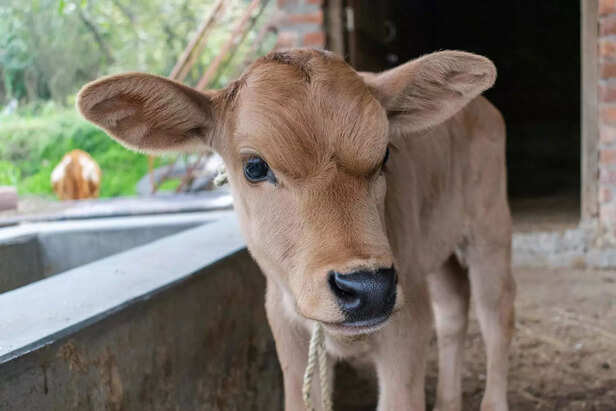 Krishna’s Love for Cows