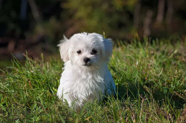 A Puppy’s Patriotism: Ind