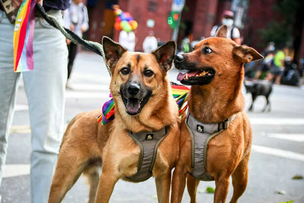 Canine Champions of Freed