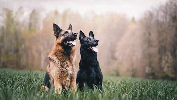 Guardians of the Field