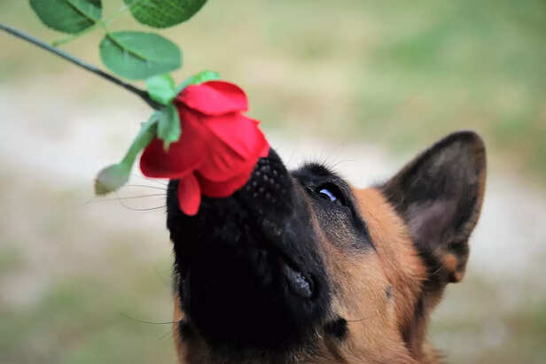 PRACTICES in sniffing