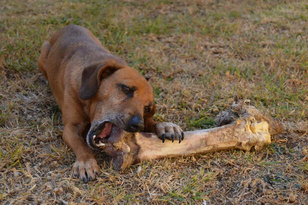 A Dog's Contented Feast