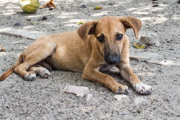 A Stray's Daytime Rest