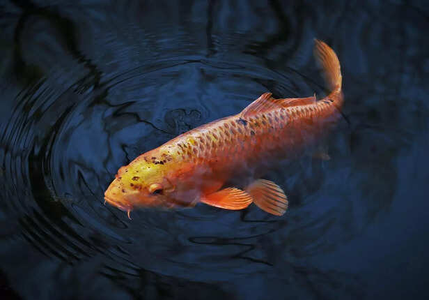 koi fish