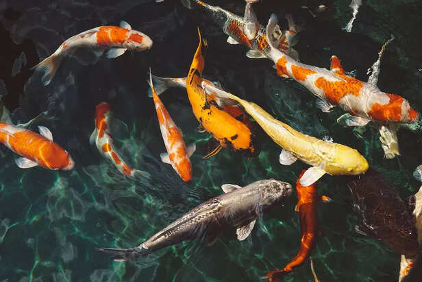 types of koi fish
