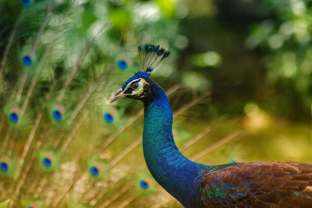 Peacock Majesty: Janmasht