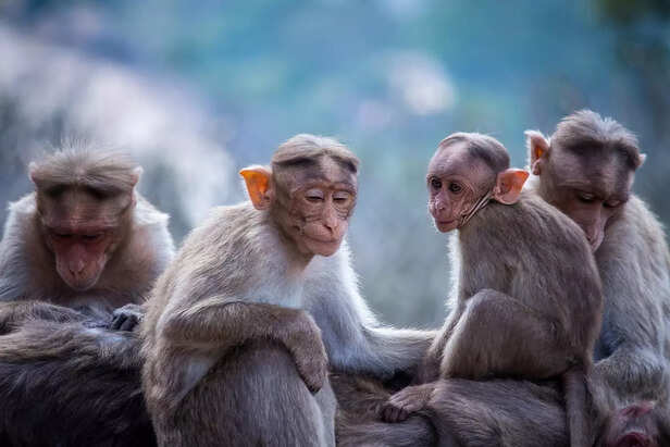 monkeys are his friends