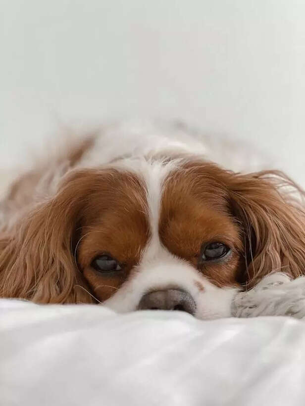 Cavalier the Cozy Compani