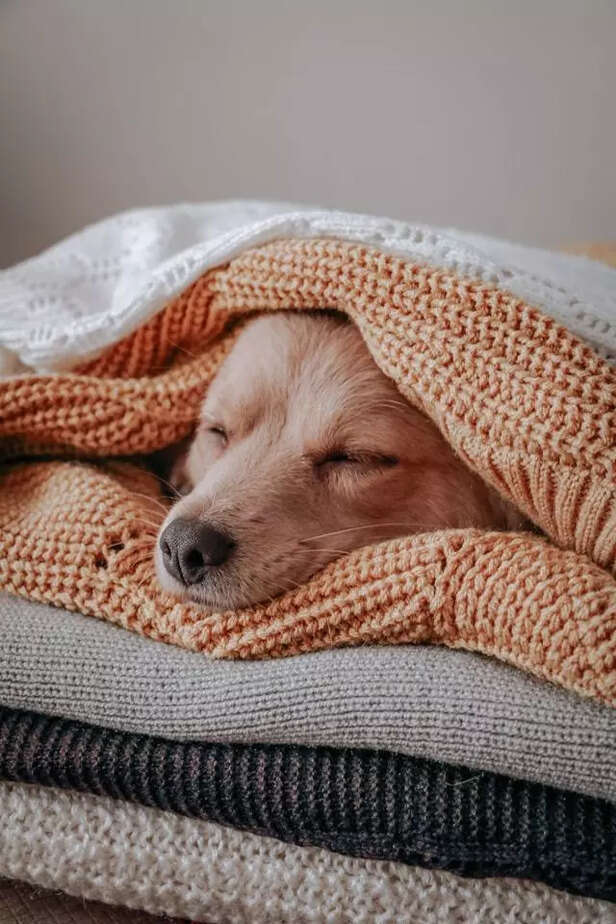 Blanket Burrito <br>