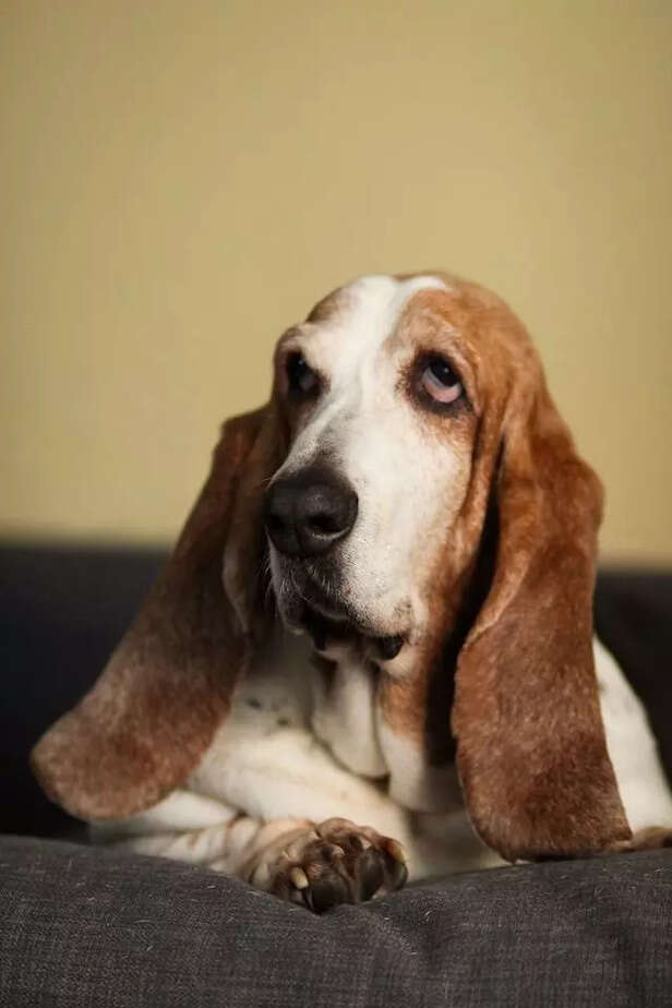 Basset Hound <br><br>