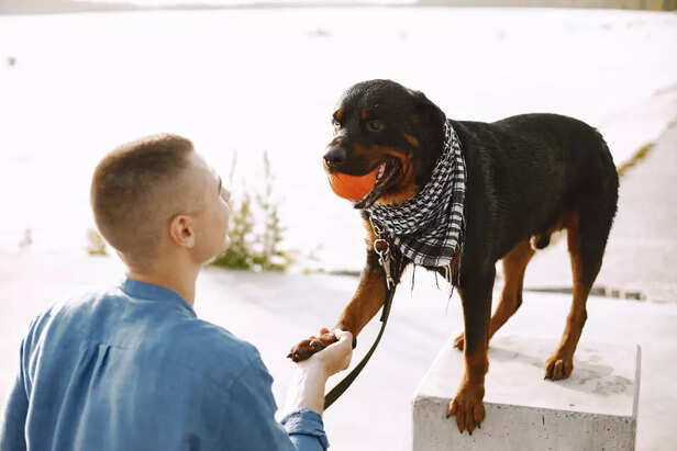Therapy Rottweiler bondin