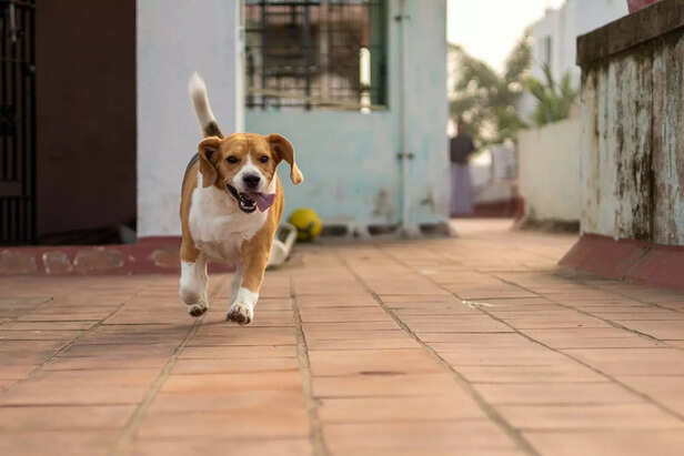 Energetic Beagle – A Perf