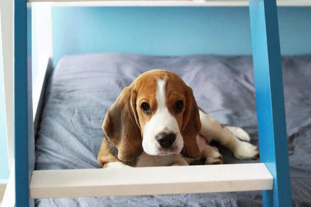 Beagle Puppy – Small, Pla
