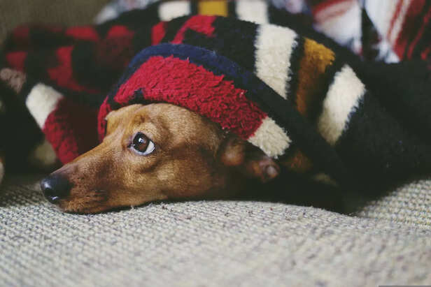 Adorable Dachshund – A Sm